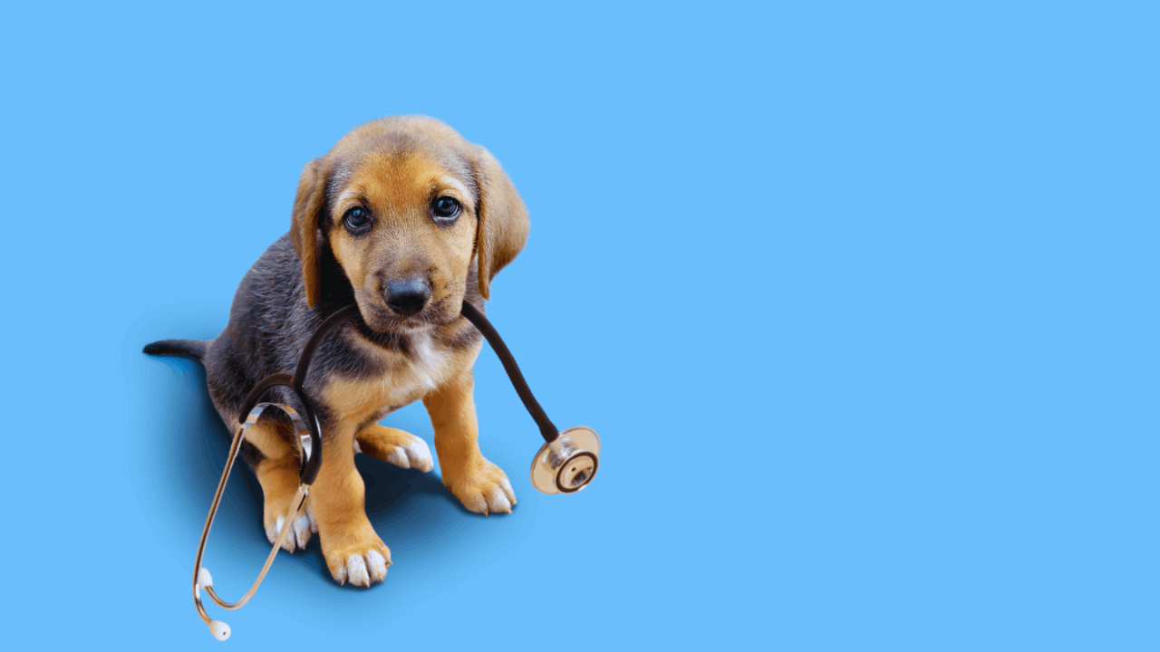 Is Pet Insurance Worth It? Benefits, Costs, and Coverage Explained