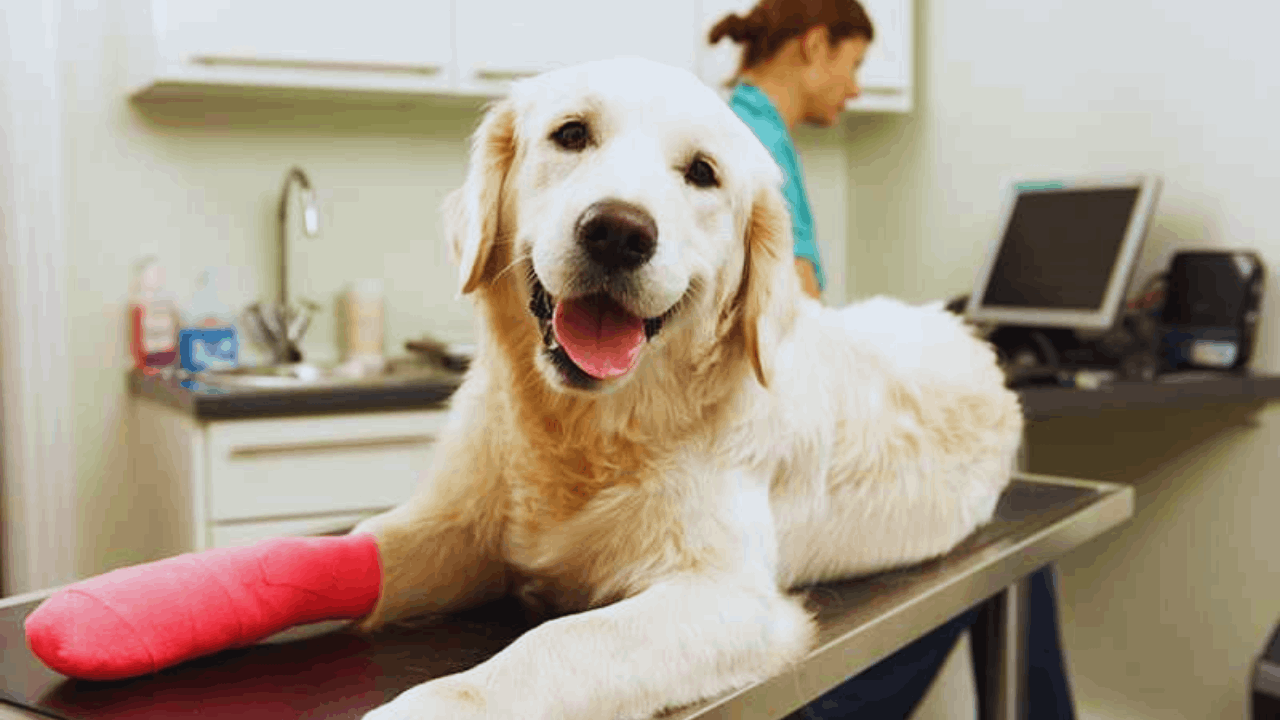 Is Pet Insurance Worth It? Benefits, Costs, and Coverage Explained