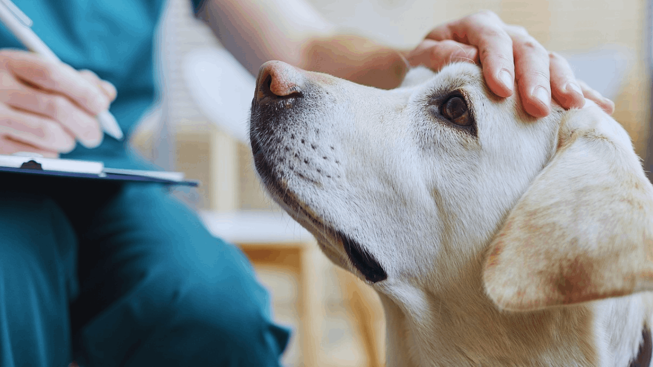 Is Pet Insurance Worth It? Benefits, Costs, and Coverage Explained