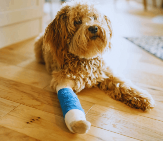 Is Pet Insurance Worth It? Benefits, Costs, and Coverage Explained