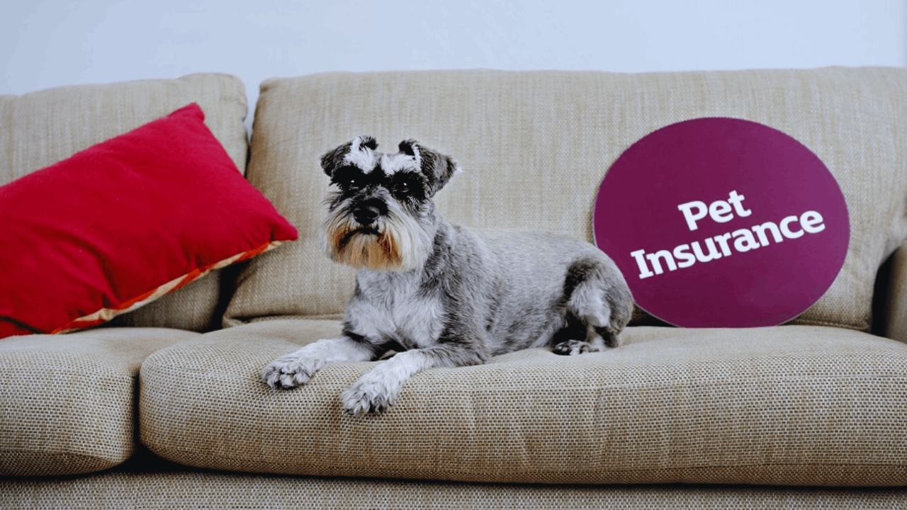 Is Pet Insurance Worth It? Benefits, Costs, and Coverage Explained
