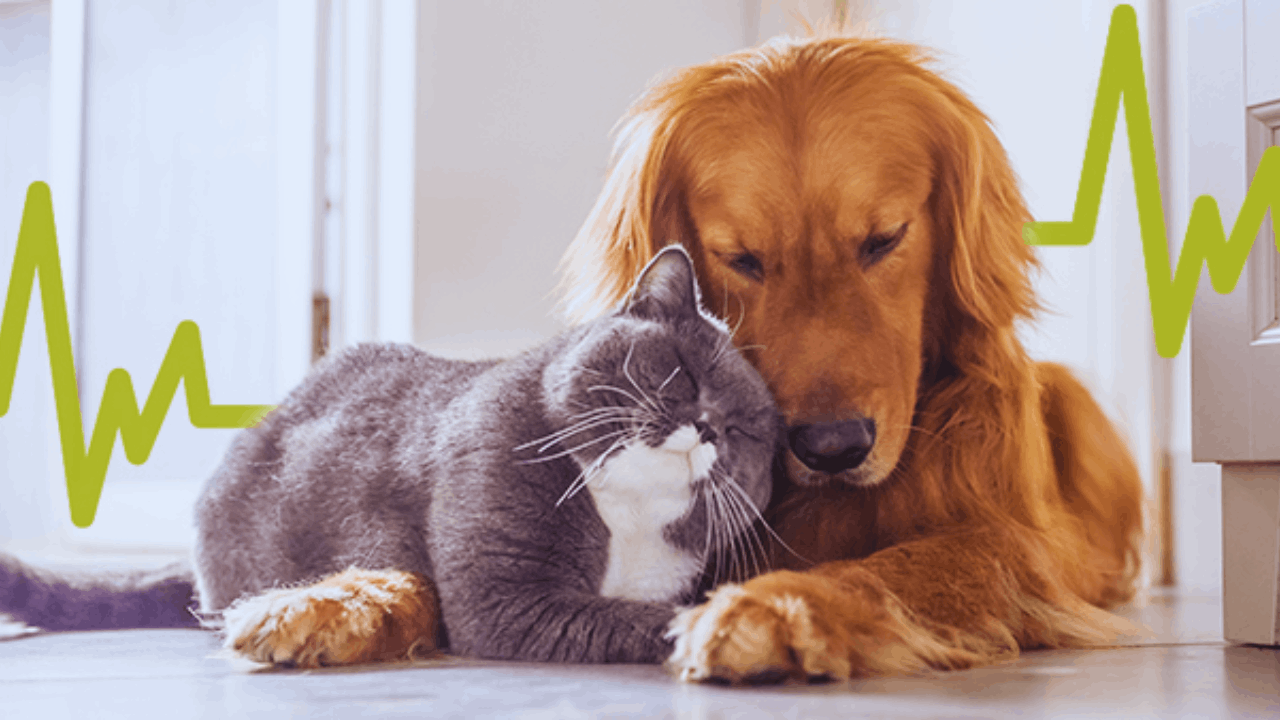 Is Pet Insurance Worth It? Benefits, Costs, and Coverage Explained