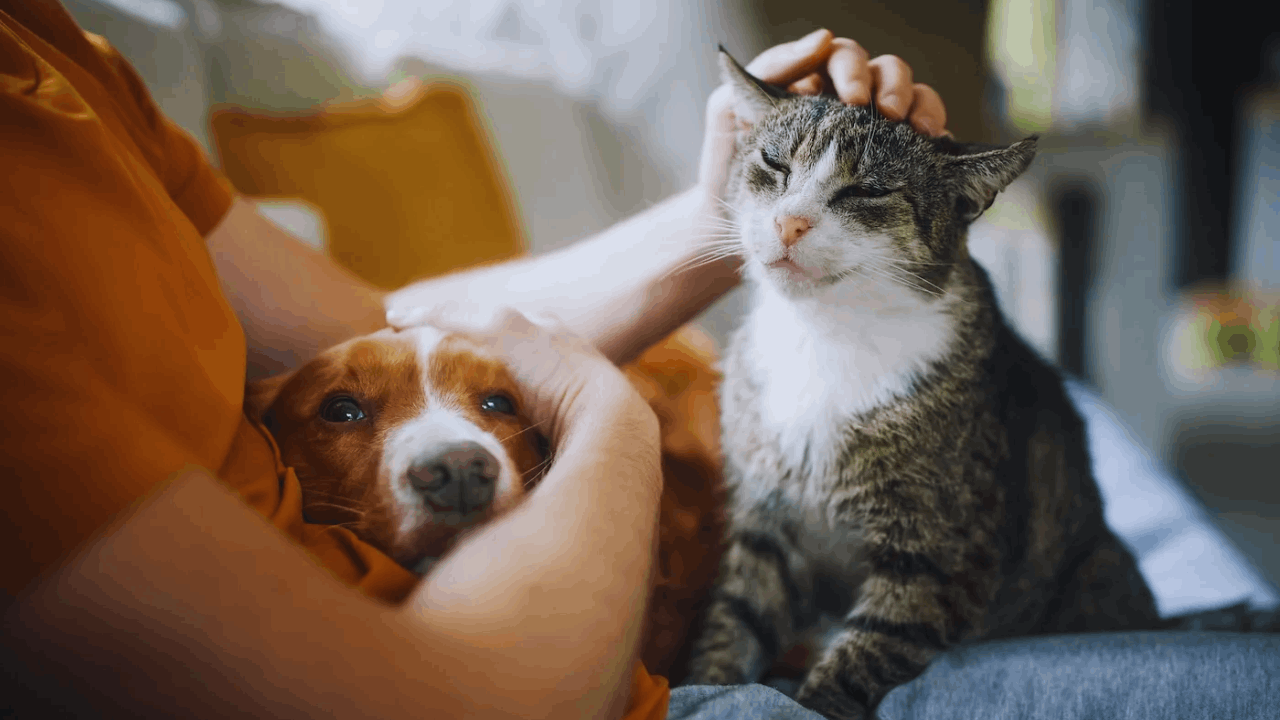 Is Pet Insurance Worth It? Benefits, Costs, and Coverage Explained